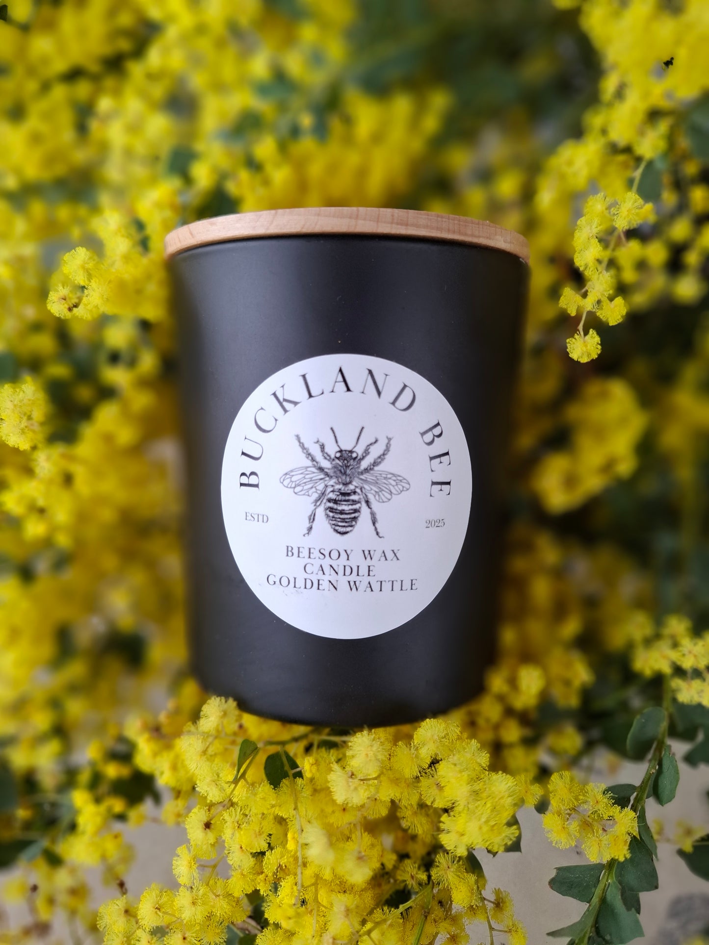 Medium Golden Wattle