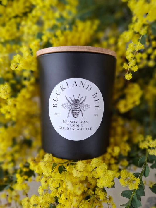 Medium Golden Wattle